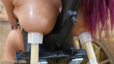 Hucows.com - Little Lanta on the milking stand