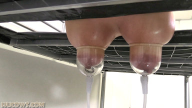 Hucows.com - Sophie Elodie on the milking bed